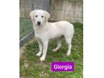 GIORGIA e GIGIA adorabili cucciole in adozione