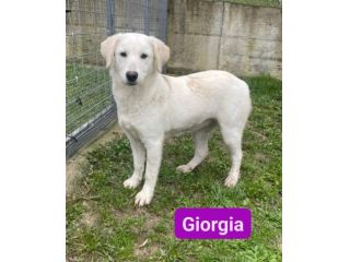 GIORGIA e GIGIA adorabili cucciole in adozione