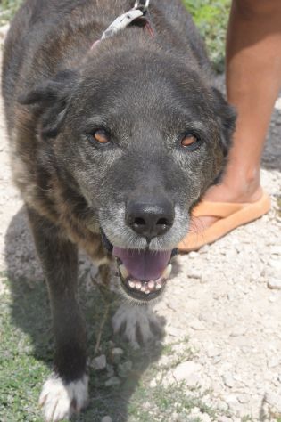 Igor per 10 anni tenuto da solo in una campagna - Foto 4
