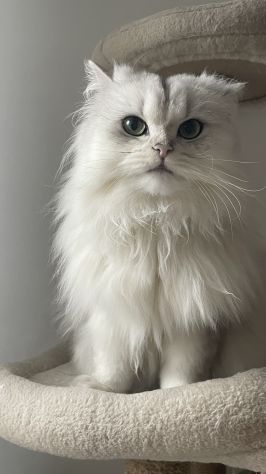 British Longhair Silver Shaded con Pedigree ENFI - Foto 3