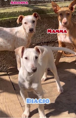 MAMMA MEDEA E CUCCIOLI BIAGIO ED ARIANNA: in adozione. - Foto 5