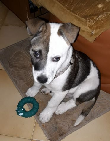 CIRO, un cucciolo meraviglioso - Foto 6
