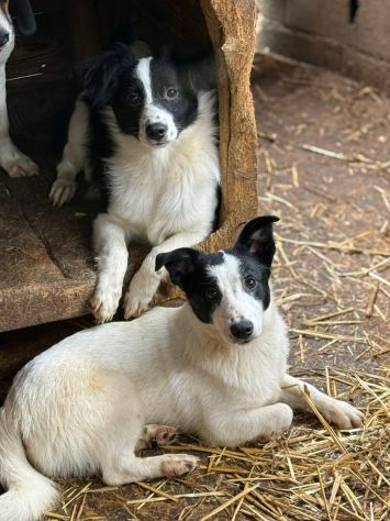 DIEGO, nanetto fifoncello. TG PICCOLA, zampacorta - Foto 7