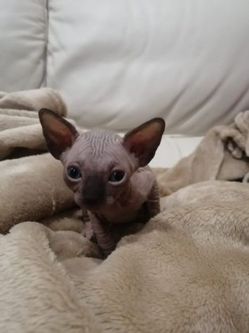 Cuccioli Sphynx cresciuti in casa cercano una famiglia amorevole