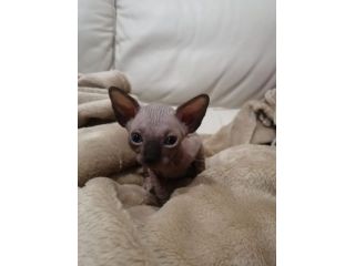 Cuccioli Sphynx cresciuti in casa cercano una famiglia amorevole