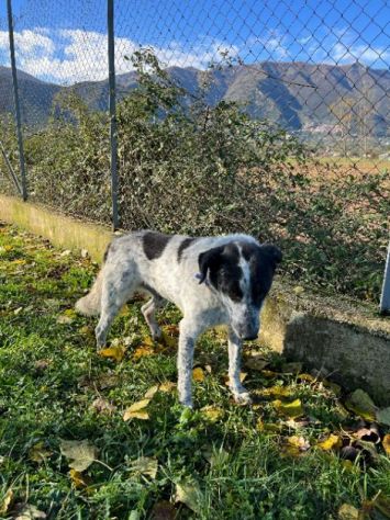 CANE IN ADOZIONE: ESCAPE, taglia medio contenuta. - Foto 6