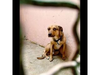 HIROITO, CERCHIAMO QUALCUNO CHE LEGGA NEL SUO CUORE CAGNOLINO IN ADOZIONE