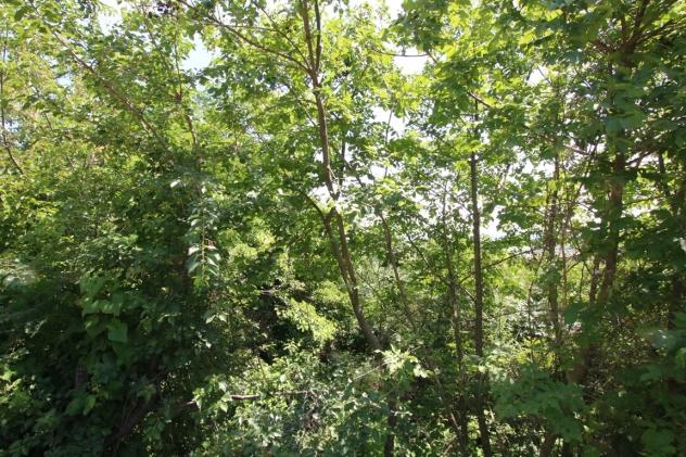 Bosco in vendita a Castegnero - Foto 12