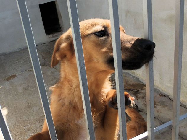 Pepe, abbandonato in una scatola - Foto 5