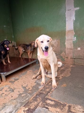 CREMINO - simil labrador di 1 anno e mezzo - Foto 4