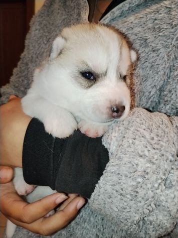 Cuccioli di Siberian Husky - Foto 5