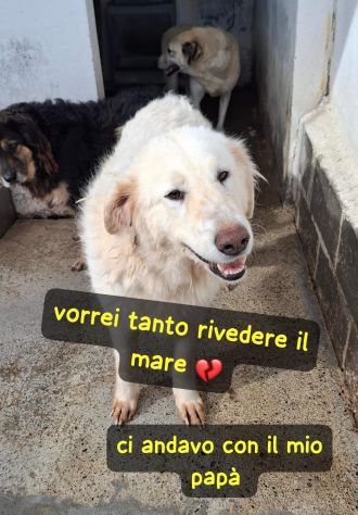 BONNIE 4 ANNI TAGLIA GRANDE
