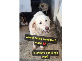 BONNIE 4 ANNI TAGLIA GRANDE