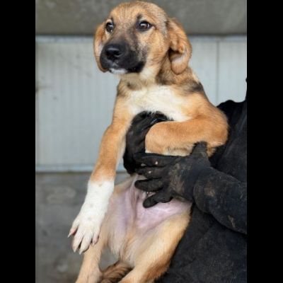 CUCCIOLI IN ADOZIONE : MOCKY GIOIOSO E CURIOSO TG MEDIA
