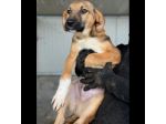 CUCCIOLI IN ADOZIONE : MOCKY GIOIOSO E CURIOSO TG MEDIA