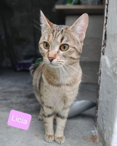 Licia bellissima tigrotta d 6 mesi - Foto 7