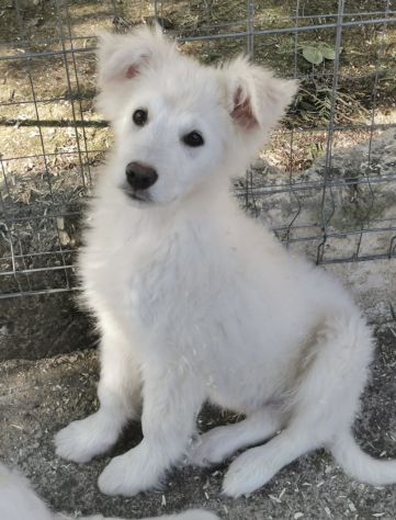 Starsky ed Hutch cuccioli simil golden retriever - Foto 3