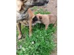 Cuccioli di Pastore Belga Malinois in tutta Italia