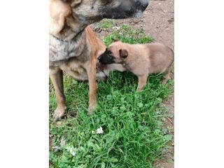 Cuccioli di Pastore Belga Malinois in tutta Italia
