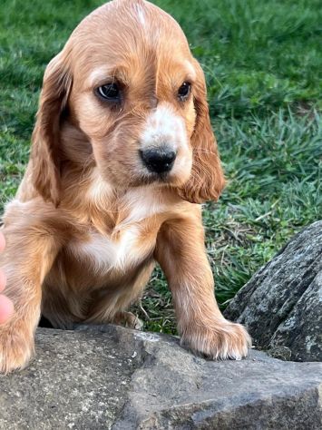 Cucciolo Coccer Spaniel maschio fulvo 3 mesi - Foto 2