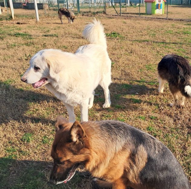 VITA, cagnolona dolcissima in cerca di una bella famiglia - Foto 8