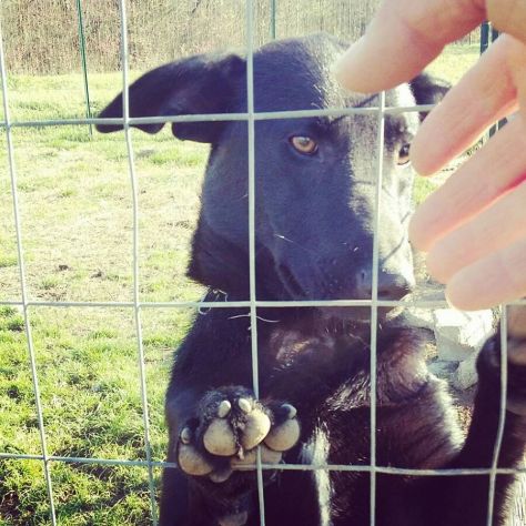 NERINO, dolcissimo cagnolino in cerca d'amore - Foto 4