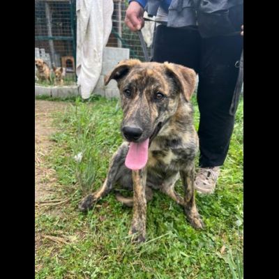 UGO, gioioso e dolcissimo cucciolo in adozione - Foto 10