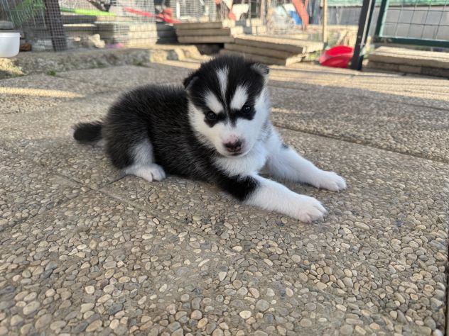 Cuccioli di husky - Foto 5