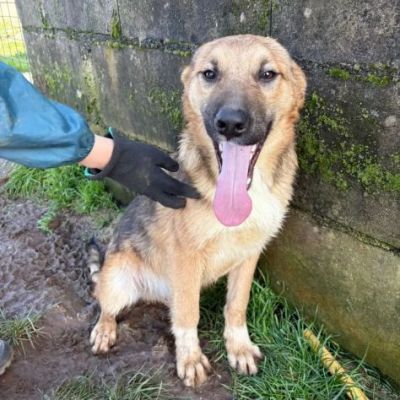 MOCKY un piccolo tenerone, cucciolo in adozione - Foto 7