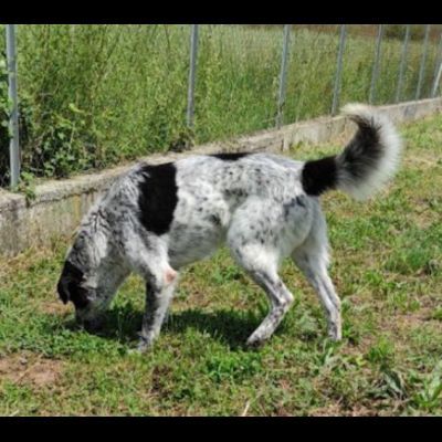 ESCAPE DOLCE E DISCRETO: CANE IN ADOZIONE TG MEDIA - Foto 5