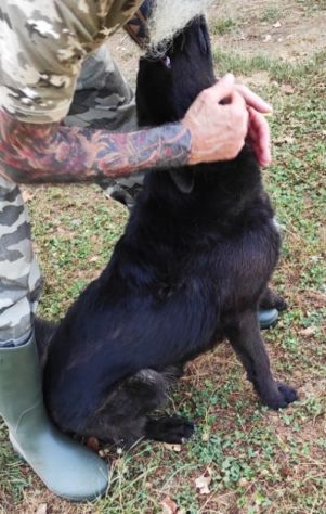 CAGNOLINO CERCA CASA, ALBERTO TAGLIA MEDIO CONTENUTA - Foto 4