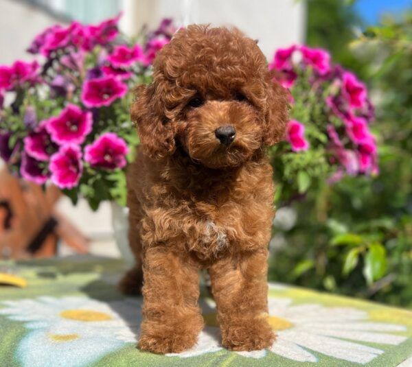 Cuccioli di Barboncino Toy- pagamento rateizzabile