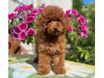 Cuccioli di Barboncino Toy- pagamento rateizzabile
