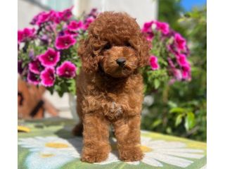 Cuccioli di Barboncino Toy- pagamento rateizzabile