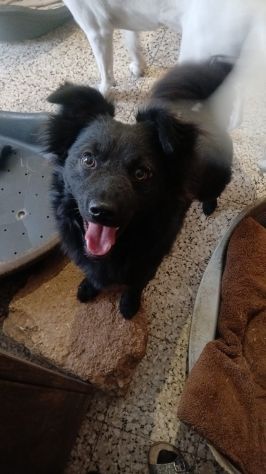 Magnifica e dolce cucciola taglia piccola!! - Foto 3