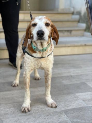 Newton il segugio con le lentiggini, adora le carezze, cane in adozione - Foto 3