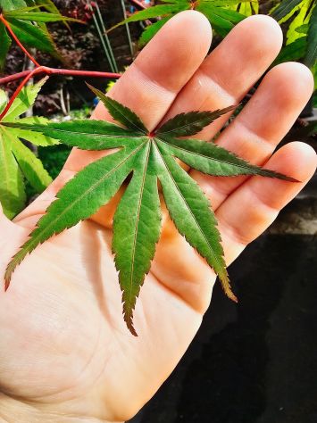 VENDO 3 PIANTE DI ACER PALMATUM ANGUILLARA SABAZIA - Foto 4