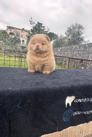 Chow chow - Foto 5