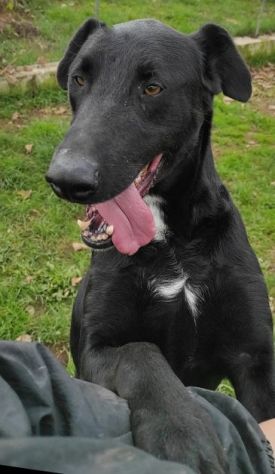 CANE IN ADOZIONE: AARON