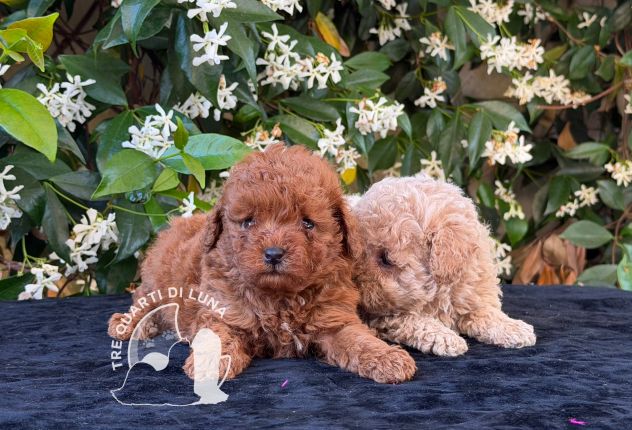 Cuccioli Barboncino Toy – Genitori Testati e Campioni - Foto 2