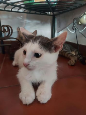 Regalo gattini - Foto 4