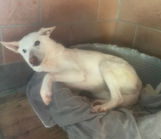 OFELIA, cagnolina composta, raffinata e sensibile - Foto 3