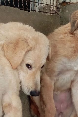 ETTORE L' OCCASIONE PER APRIRSI ALLA VITA CUCCIOLO IN ADOZIONE - Foto 3