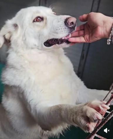 SONNY molto affettuoso, CANE IN ADOZIONE - Foto 4