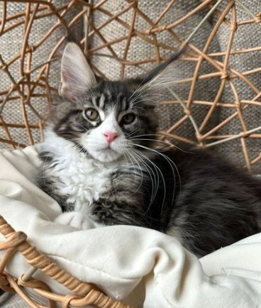 Affettuoso Maine Coon - Foto 2