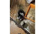 pensione animali pensione conigli nani pensione criceti pensione topolini