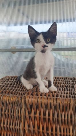 gattino cucciolo regalo