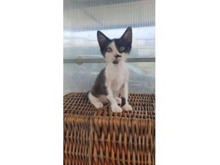gattino cucciolo regalo