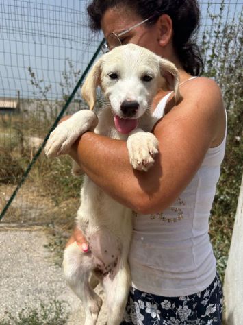 TOPAZIO cucciolo simil Labrador in canile - Foto 2