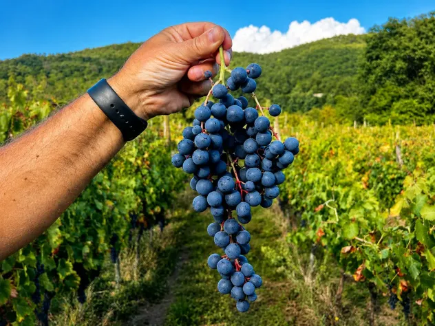 Vendemmia 2026, raccolta Uva Cirò D.o.C. - Foto 2